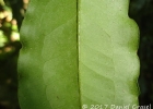 <i>Eugenia burkartiana</i> (D.Legrand) D.Legrand [Myrtaceae]