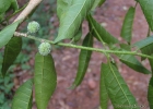 <i>Maclura tinctoria</i> (L.) Don ex Steud. [Moraceae]