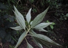 <i>Baccharis oreophila</i> DC [Asteraceae]