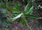 <i>Baccharis oreophila</i> DC [Asteraceae]
