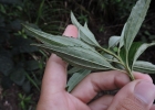 <i>Baccharis oreophila</i> DC [Asteraceae]