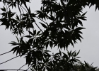 <i>Baccharis oreophila</i> DC [Asteraceae]