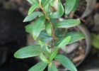<i>Eugenia involucrata</i> DC. [Myrtaceae]