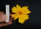 Clique para exibir a imagem e detalhes