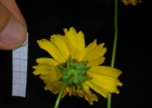 Clique para exibir a imagem e detalhes