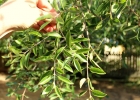 <i>Eugenia myrcianthes</i> Nied. [Myrtaceae]