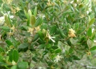 <i>Myrceugenia euosma</i> (O.Berg) D. Legrand [Myrtaceae]