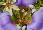 <i>Onira unguiculata</i> (Baker) Ravenna [Iridaceae]
