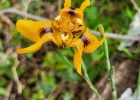 <i>cypella amplimaculata</i> Chauveau & L.Eggers [Iridaceae]