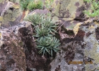 <i>Dyckia microcalyx</i> var. ostenii L.B.Sm. [Bromeliaceae]