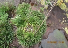 <i>Dyckia microcalyx</i> var. ostenii L.B.Sm. [Bromeliaceae]