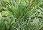 <i>Dyckia microcalyx</i> var. ostenii L.B.Sm. [Bromeliaceae]