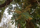 <i>Heptapleurum arboricola</i> Hayata [Araliaceae]