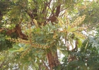 <i>Heptapleurum arboricola</i> Hayata [Araliaceae]