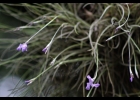 <i>Tillandsia mallemontii</i> Glaz. ex Mez [Bromeliaceae]