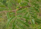 <i>Gleditsia triacanthos L.</i>  [Fabaceae]