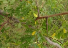 <i>Gleditsia triacanthos L.</i>  [Fabaceae]