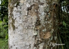 <i>Pterocarpus violaceus</i> Vogel [Fabaceae]