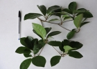<i>Terminalia kleinii</i> (Exell) Gere & Boatwr. [Combretaceae]