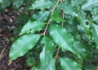 <i>Eugenia verticillata</i> (Vell.) Angely [Myrtaceae]