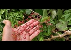 <i>Cissus paulliniifolia</i> Vell. [Vitaceae]