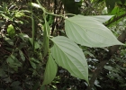 <i>Piper crassinervium</i> Kunth [Piperaceae]