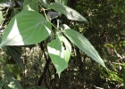 <i>Piper crassinervium</i> Kunth [Piperaceae]