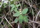 <i>Euphorbia sarcoceras</i> O.L.M. Silva & Cordeiro [Euphorbiaceae]