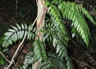 <i>Mickelia scandens</i> (Raddi) R.C.Moran, Labiak & Sundue [Dryopteridaceae]