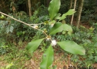 <i>Eugenia verticillata</i> (Vell.) Angely [Myrtaceae]