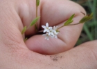 <i>Stevia catharinensis</i> Cabrera [Asteraceae]