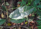 <i>Sorocea bonplandii</i> (Baill.) W.C. Burger, Lanjouw & Boer [Moraceae]