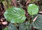 <i>Piper rivinoides</i> Kunth [Piperaceae]