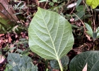 <i>Piper rivinoides</i> Kunth [Piperaceae]