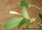 <i>Eugenia speciosa</i> Cambess. [Myrtaceae]