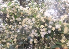 <i>Eugenia speciosa</i> Cambess. [Myrtaceae]