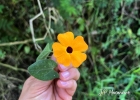 Clique para exibir a imagem e detalhes