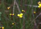 <i>Xyris serrana</i> E.D.Lozano & Wand. [Xyridaceae]