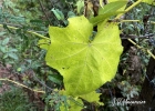 <i>Luffa cylindrica</i> (L.) M.Roem. [Cucurbitaceae]