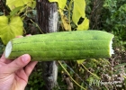 <i>Luffa cylindrica</i> (L.) M.Roem. [Cucurbitaceae]
