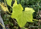 <i>Luffa cylindrica</i> (L.) M.Roem. [Cucurbitaceae]