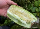 <i>Luffa cylindrica</i> (L.) M.Roem. [Cucurbitaceae]