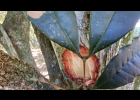 Clique para exibir a imagem e detalhes