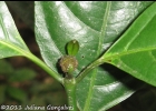 <i>Psychotria brachypoda</i> (Müll. Arg.) Britton  [Rubiaceae]