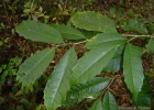 <i>Sorocea bonplandii</i> (Baill.) W.C. Burger, Lanjouw & Boer [Moraceae]