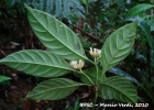 <i>Psychotria brachypoda</i> (Müll. Arg.) Britton  [Rubiaceae]