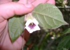 <i>Mendoncia puberula</i> Mart. [Acanthaceae]