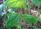 <i>Mendoncia puberula</i> Mart. [Acanthaceae]