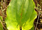 <i>Echinodorus grandiflorus</i> (Cham. & Schlecht.) Mill. [Alismataceae]